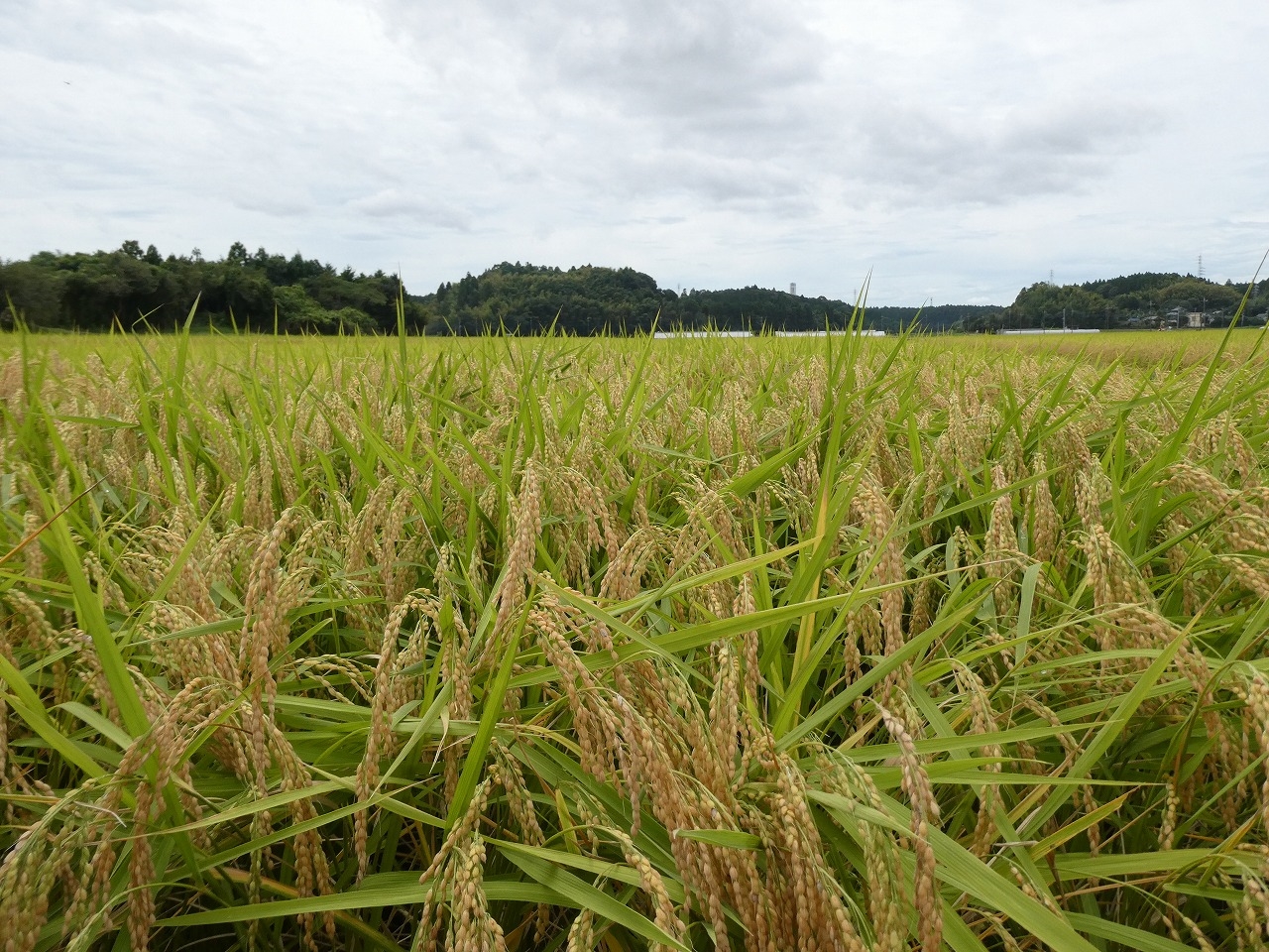 作付面積の約7割を占める千葉県のコシヒカリ。本州一の早場米の産地。